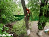 Обрезка деревьев
